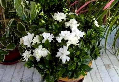 小叶栀子花期养护，小叶栀子花期施肥