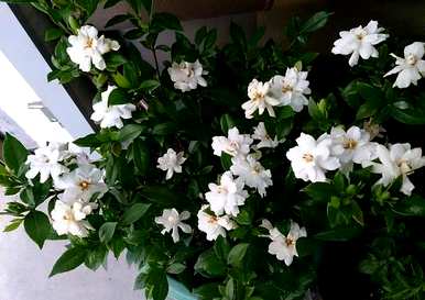 小叶栀子花期养护，小叶栀子花期施肥