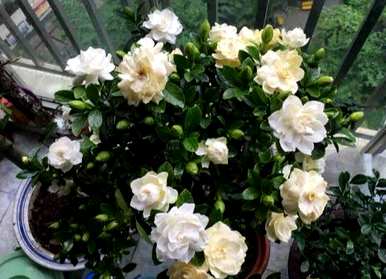 小叶栀子花期养护，小叶栀子花期施肥
