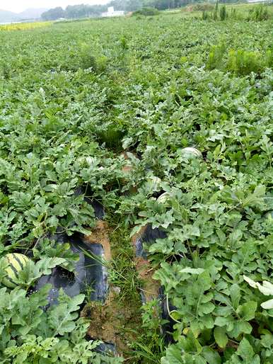 西瓜种植方法、时间和温度、西瓜种植方法和时间