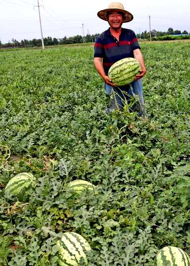 西瓜种植方法、时间和温度、西瓜种植方法和时间