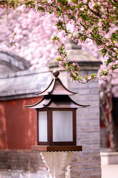 四季室外开花有哪些花，四季室外开花有哪些耐寒花？