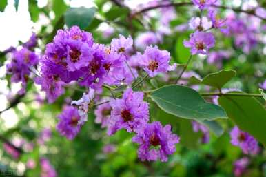 四季室外开花有哪些花，四季室外开花有哪些耐寒花？