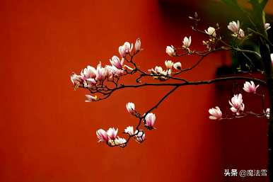 玉兰花语是什么，玉兰花语是什么？