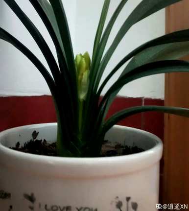 君子兰怎么养才能开花？君子兰开花的预兆是什么？