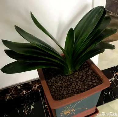 君子兰怎么养才能开花？君子兰开花的预兆是什么？