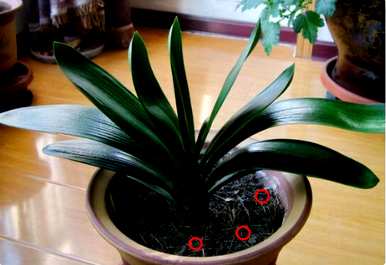 君子兰怎么养才能开花？君子兰开花的预兆是什么？