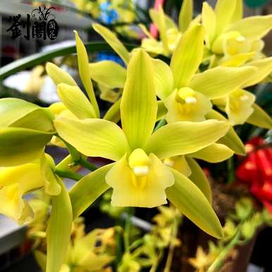 贵兰花有哪些品种？吴凤兰花是贵品种吗？