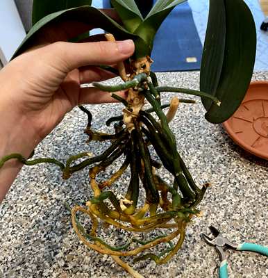 芦荟养蝴蝶兰，蝴蝶兰好养吗？