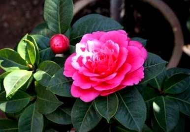 克瑞墨茶花品种介绍，茶花有多少名品？