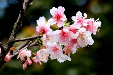 山樱花花语，马樱花花语