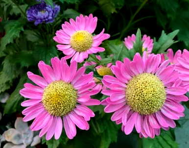 8月11日生日花：翠菊