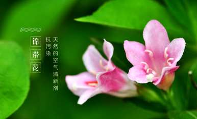 毕业送什么花意味着未来如锦，祝愿未来如锦送什么花？