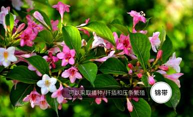 毕业送什么花意味着未来如锦，祝愿未来如锦送什么花？
