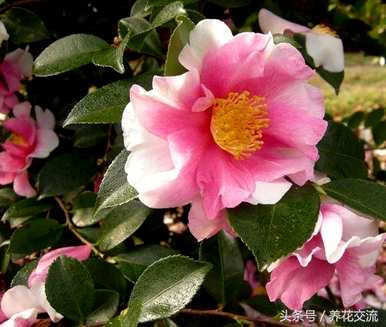 如何培育山茶花，如何培育香妃山茶花？