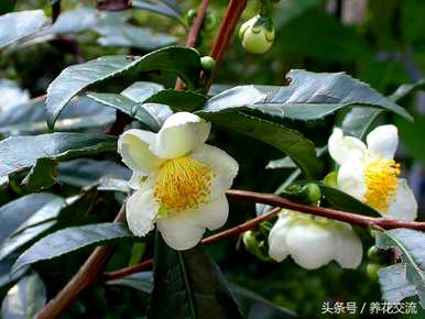 如何培育山茶花，如何培育香妃山茶花？