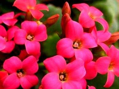 如何栽培长寿花，长寿花栽培扦插