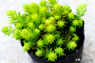 金叶佛甲草庭院种植图片，金叶佛甲草种植方法