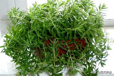 金叶佛甲草庭院种植图片，金叶佛甲草种植方法