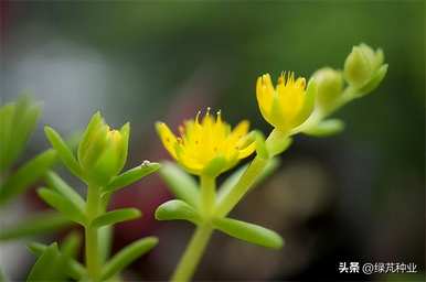 金叶佛甲草庭院种植图片，金叶佛甲草种植方法