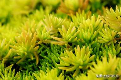 金叶佛甲草庭院种植图片，金叶佛甲草种植方法