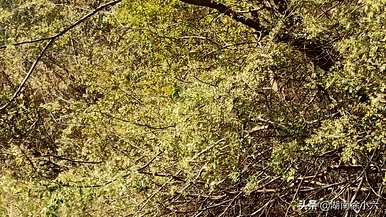 锤榆树是什么植物？锤榆树的图片和功效
