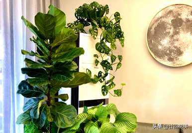 什么是室内植物容易饲养，什么是室内植物容易饲养耐热和驱蚊剂
