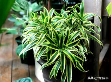 什么是室内植物容易饲养，什么是室内植物容易饲养耐热和驱蚊剂