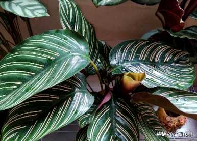 什么是室内植物容易饲养，什么是室内植物容易饲养耐热和驱蚊剂