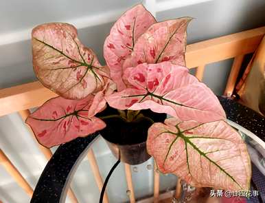 什么是室内植物容易饲养，什么是室内植物容易饲养耐热和驱蚊剂