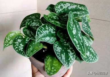什么是室内植物容易饲养，什么是室内植物容易饲养耐热和驱蚊剂