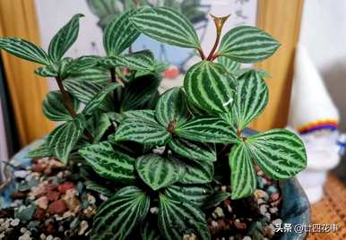 什么是室内植物容易饲养，什么是室内植物容易饲养耐热和驱蚊剂