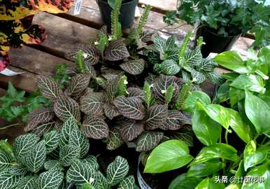 什么是室内植物容易饲养，什么是室内植物容易饲养耐热和驱蚊剂
