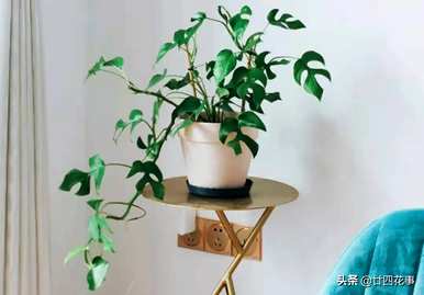 什么是室内植物容易饲养，什么是室内植物容易饲养耐热和驱蚊剂