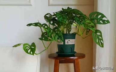什么是室内植物容易饲养，什么是室内植物容易饲养耐热和驱蚊剂