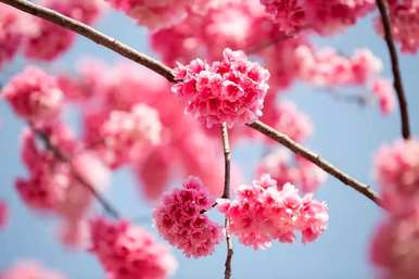 什么是樱花语，什么是樱花语象征着什么？