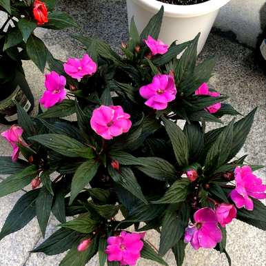 凤仙花怎么染指甲变深，凤仙花怎么染指甲？