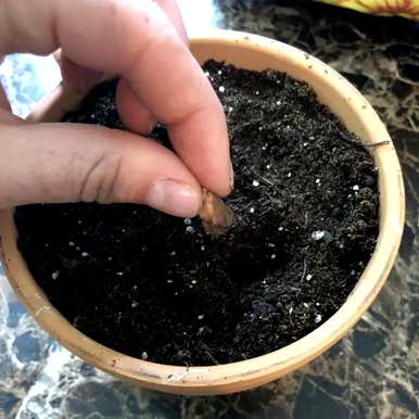 什么季节种植酸草，什么时候种植酸草？