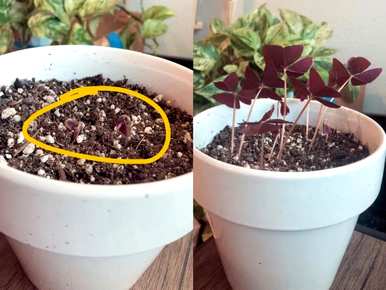 什么季节种植酸草，什么时候种植酸草？