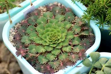 什么季节种植酸草，什么时候种植酸草？