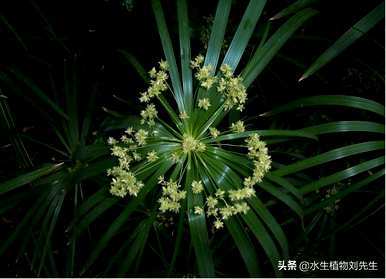 旱伞草的养殖方法和注意事项，旱伞草的用途有哪些图片？