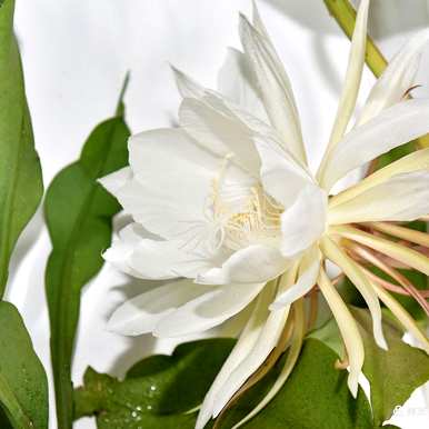 什么是昙花语，什么是昙花语？