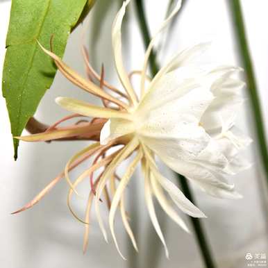 什么是昙花语，什么是昙花语？