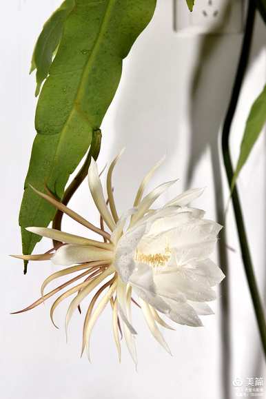 什么是昙花语，什么是昙花语？