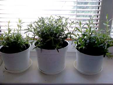 熏衣草适合河南郑州种植吗？薰衣草适合在哪里种植？