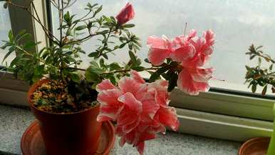 如何种植杜鹃花盆栽，红杜鹃花大苗盆栽