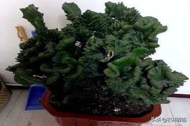 金麒麟花适合家庭养吗？风水好吗？金麒麟花适合家庭养吗？