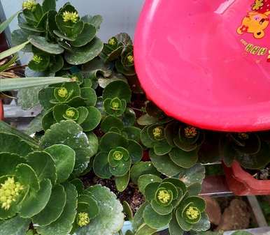 如何养长寿花开花，如何养长寿花开花