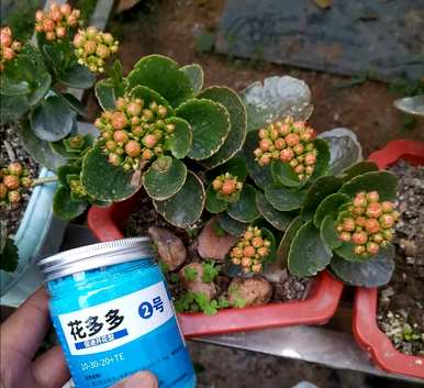 如何养长寿花开花，如何养长寿花开花