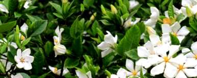栀子花的叶子又黑又干，叶子怎么办？栀子花像烧焦一样干燥怎么办？